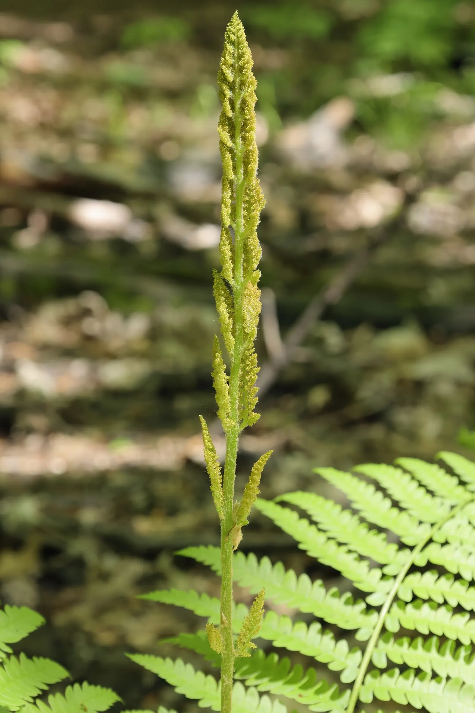 Cinnamon Fern (Osmundastrum Cinnamomea) — fountain-like presence in your client's garden; the sterile fronds are broad, arching, and feather-like, image 80