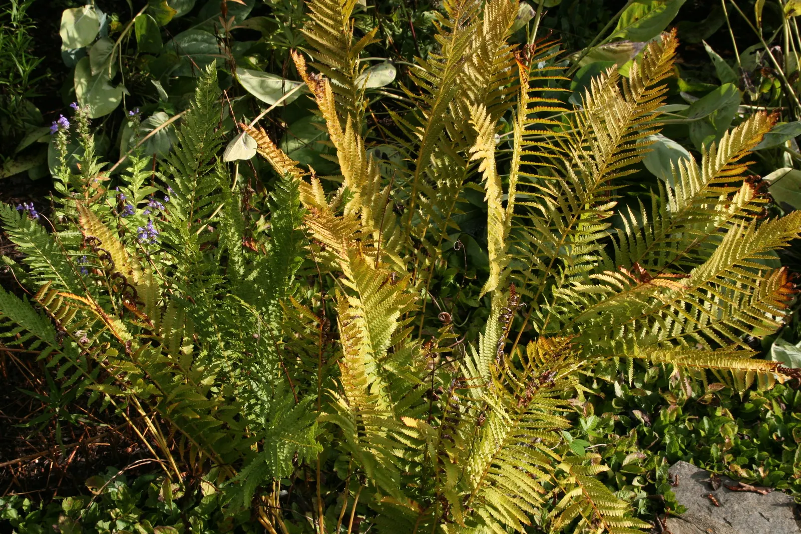 Cinnamon Fern (Osmundastrum Cinnamomea) — this fern offers a bold texture and a lush; scientifically known as Osmundastrum cinnamomeum, image 63