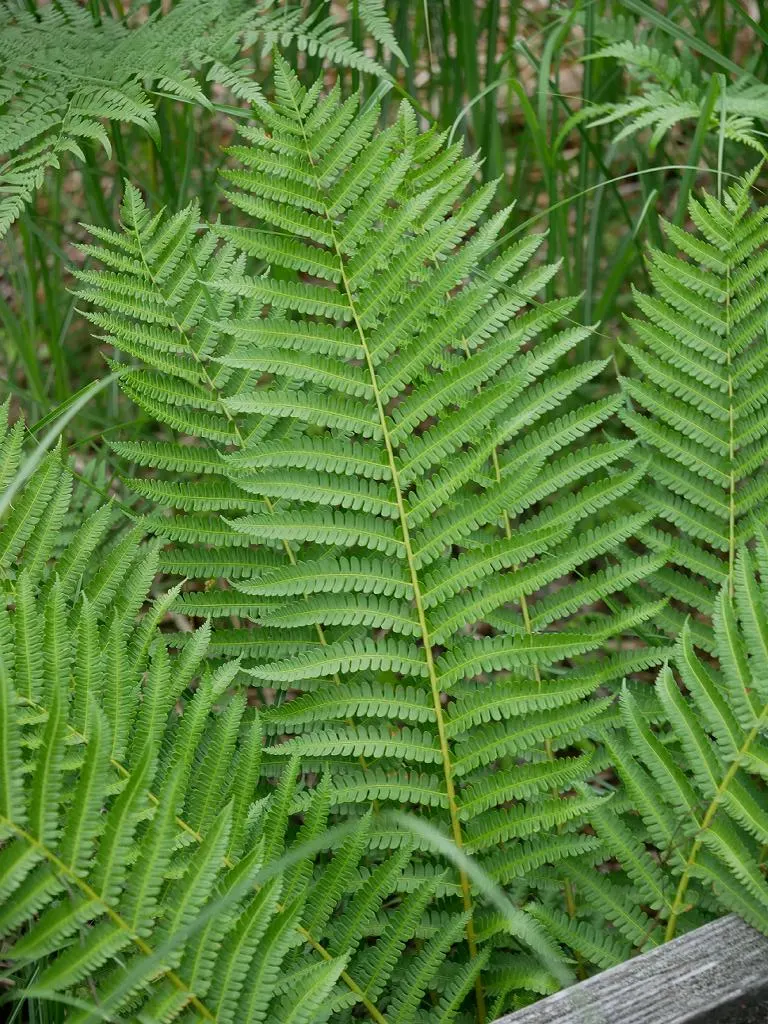 Cinnamon Fern (Osmundastrum Cinnamomea) — Preferring moist, acidic soil, it thrives in USDA hardiness zones 4-9; the fertile fronds emerge erect in, image 84