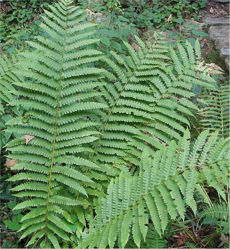 Cinnamon Fern (Osmundastrum Cinnamomea) — Remember to provide sufficient space for them to reach their full size and create their dramatic; green, image 106