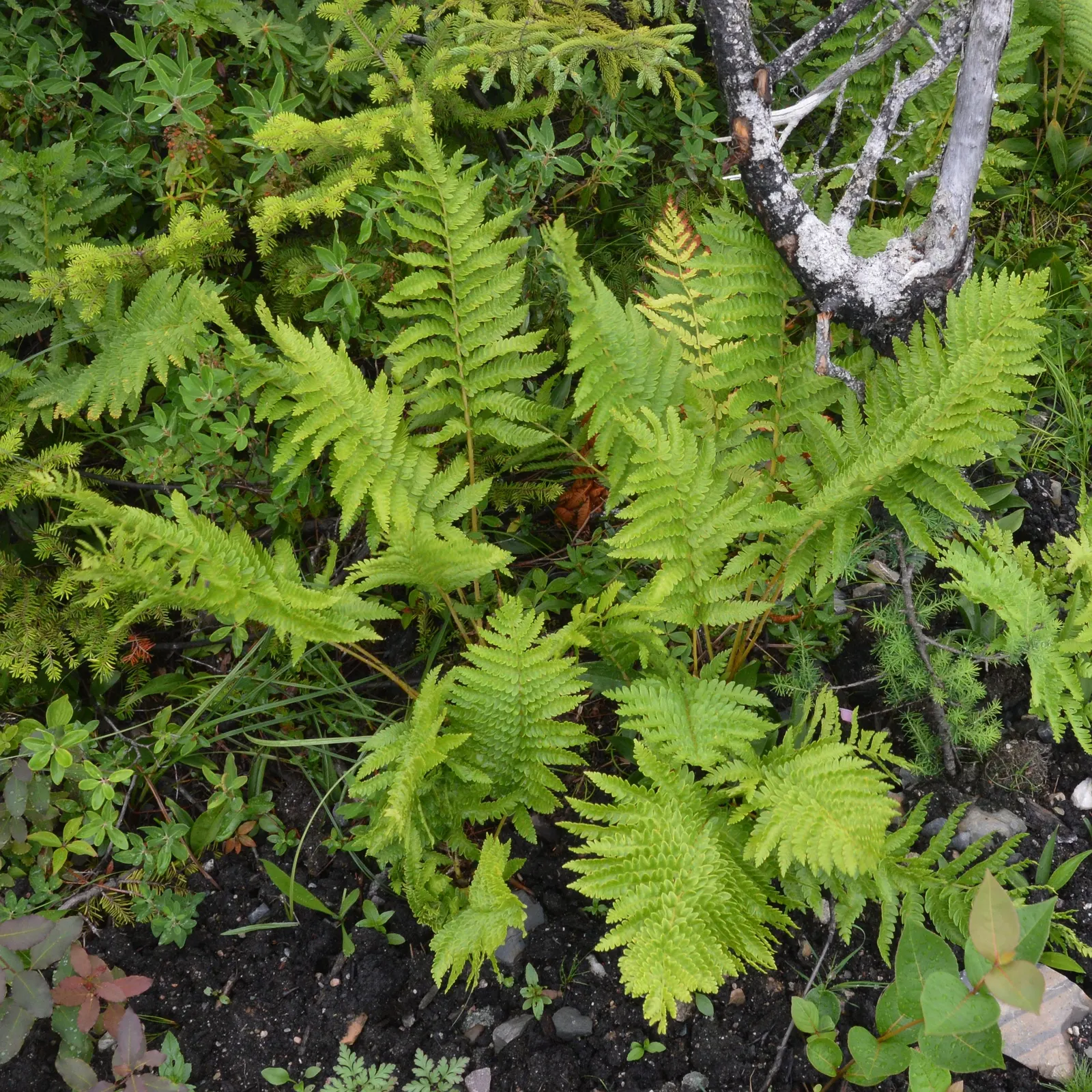 Cinnamon Fern (Osmundastrum Cinnamomea) — Care should be taken to avoid direct sunlight