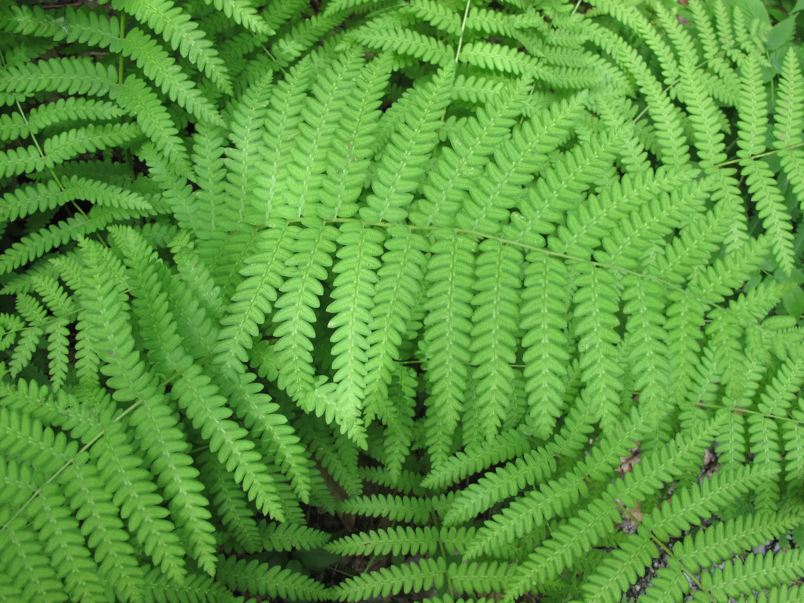 Cinnamon Fern (Osmundastrum Cinnamomea) — fountain-like presence in your client's garden; the sterile fronds are broad, arching, and feather-like, creating a