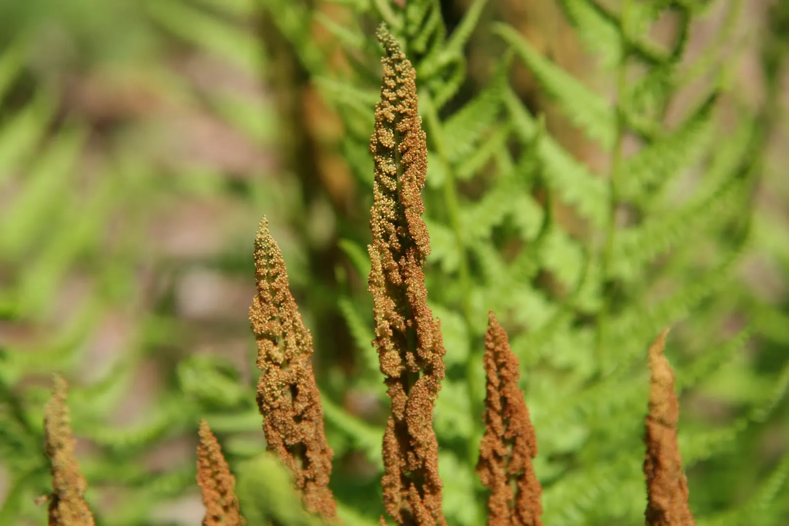 Cinnamon Fern (Osmundastrum Cinnamomea) — acidic soil with ample organic matter and exhibit optimal growth in partial to full shade; these striking, image 69
