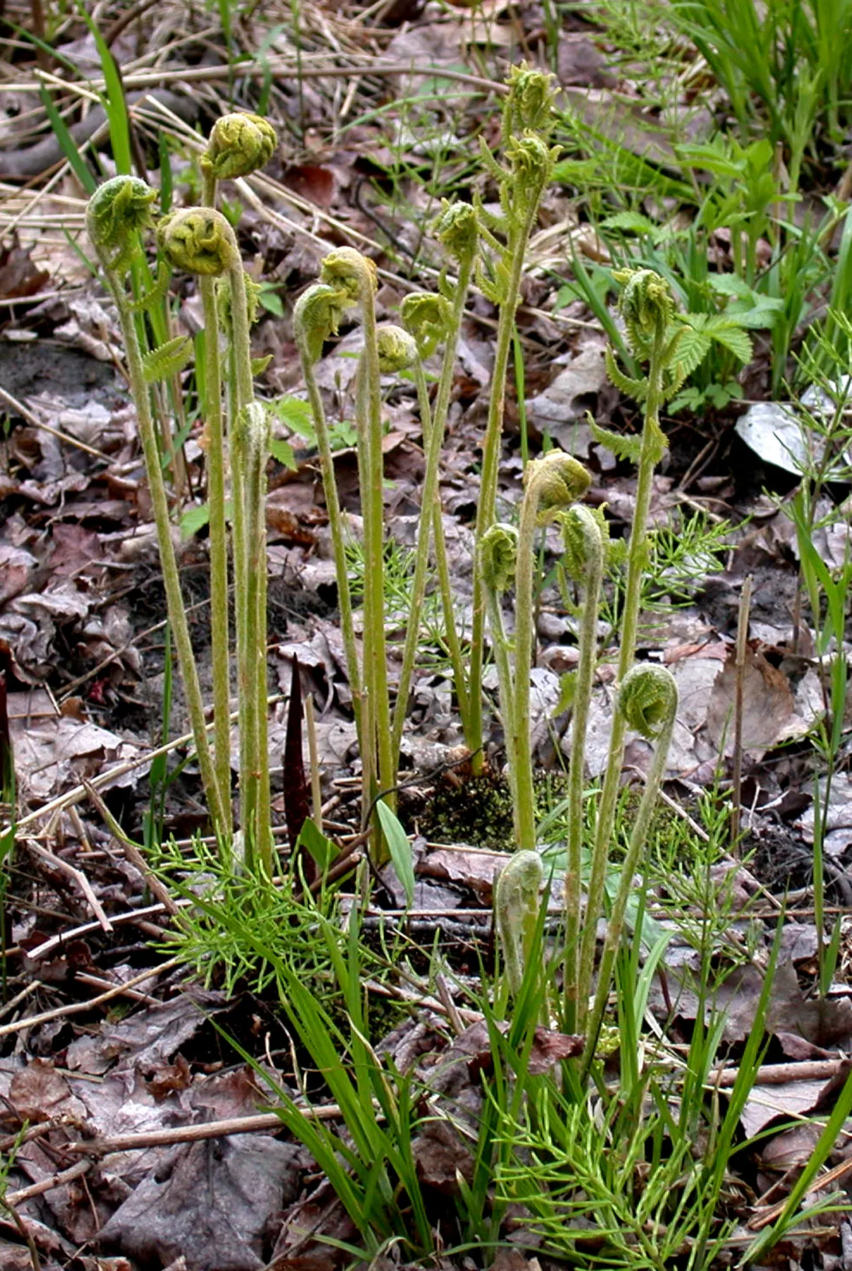 Cinnamon Fern (Osmundastrum Cinnamomea) — mature Cinnamon Ferns typically stand 2 to 5 feet tall and spread approximately 2 to 3 feet wide, image 67