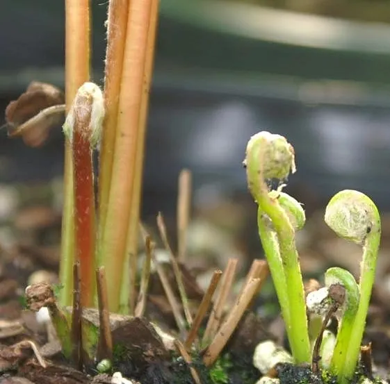 Cinnamon Fern (Osmundastrum Cinnamomea) — Cinnamon Ferns offer a touch of woodland charm to any garden