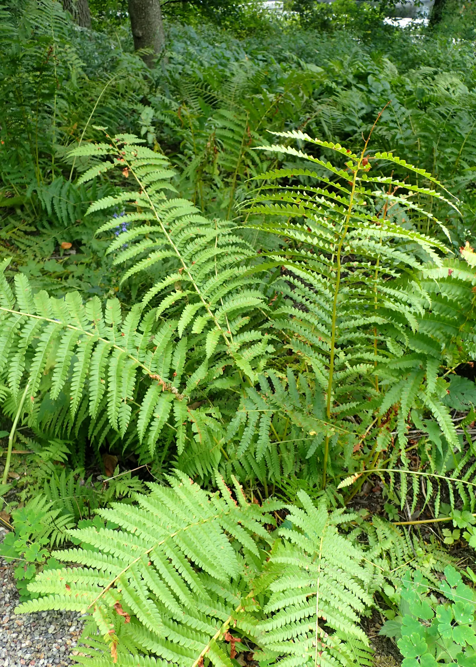 Cinnamon Fern (Osmundastrum Cinnamomea) — demonstrating an adaptable resilience to a variety of climates.<br><br>Graceful and vase-shaped; fern for, image 66