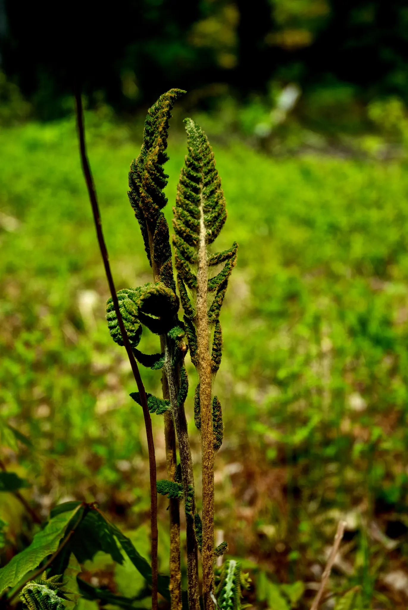 Cinnamon Fern (Osmundastrum Cinnamomea) — deciduous perennial fern native to the Eastern United States; displaying the characteristic rusty-brown