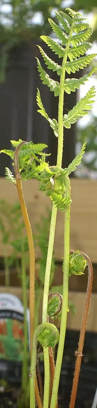 Cinnamon Fern (Osmundastrum Cinnamomea) — The fern thrives in USDA hardiness zones 4 through 9; cinnamon-stick like bundles of sporangia that give the plant