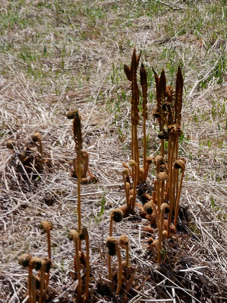 Cinnamon Fern (Osmundastrum Cinnamomea) — scientifically known as Osmundastrum cinnamomeum; demonstrating an adaptable resilience to a variety of, image 60
