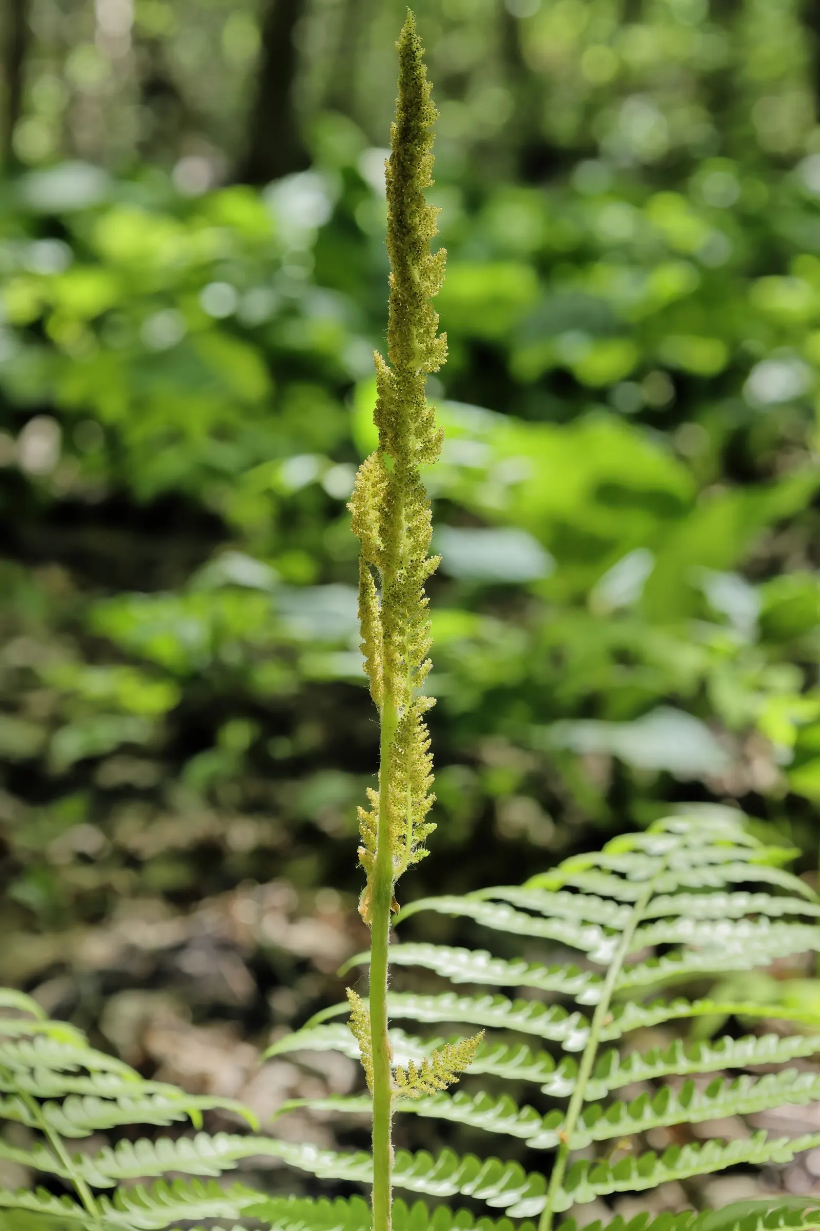 Cinnamon Fern (Osmundastrum Cinnamomea) — When integrating them into a landscape