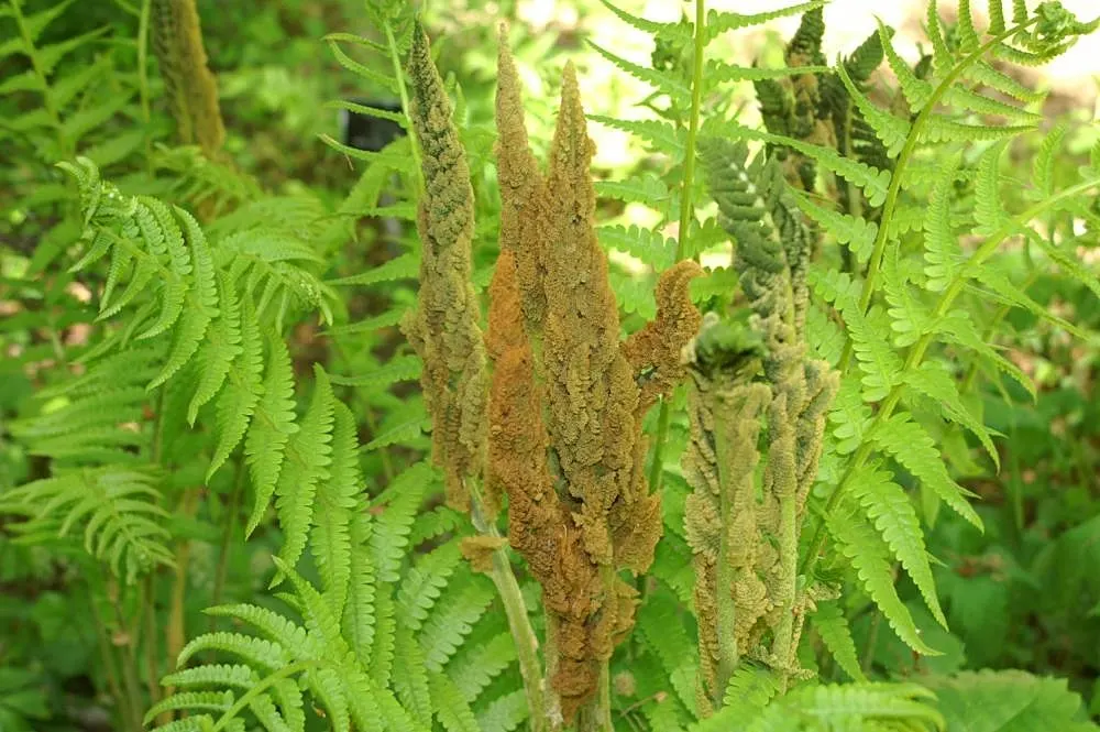 Cinnamon Fern (Osmundastrum Cinnamomea) — fern for deep shade or half or shade; consider planting in groups or as a backdrop to flowering plants for, image 81