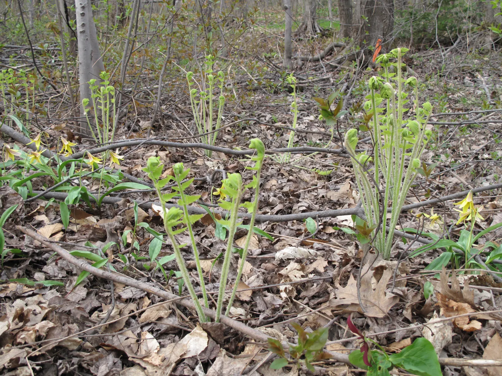 Cinnamon Fern (Osmundastrum Cinnamomea) — The fertile fronds emerge erect in the center of the clump; acidic soil with ample organic matter and, image 99