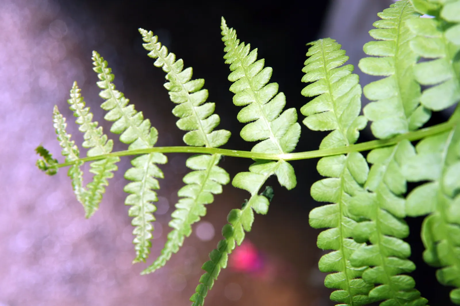 Cinnamon Fern (Osmundastrum Cinnamomea) — displaying the characteristic rusty-brown; cinnamon Ferns offer a touch of woodland charm to any garden, image 100