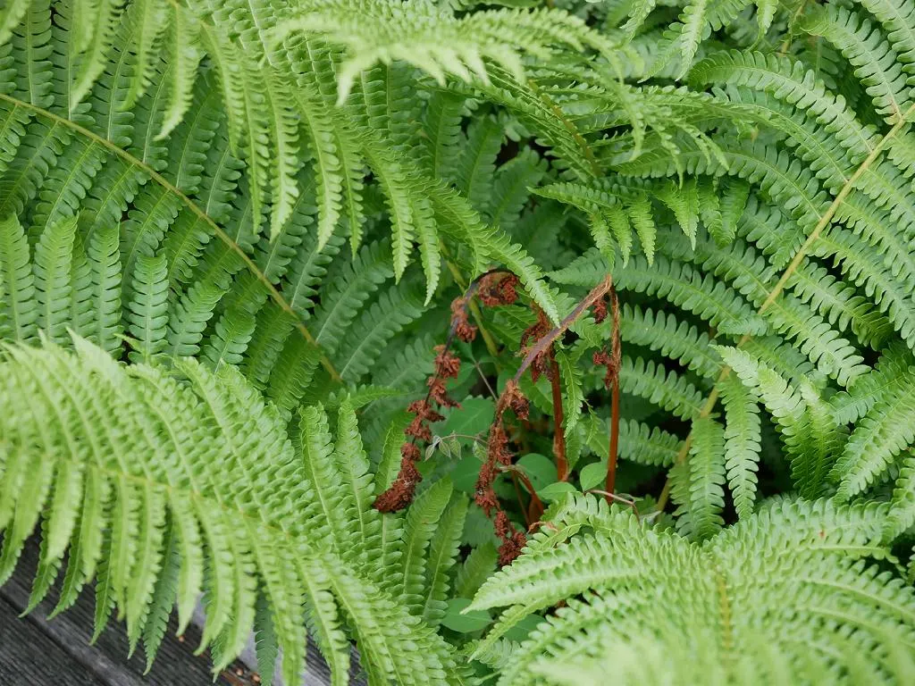 Cinnamon Fern (Osmundastrum Cinnamomea) — displaying the characteristic rusty-brown; cinnamon Ferns offer a touch of woodland charm to any garden