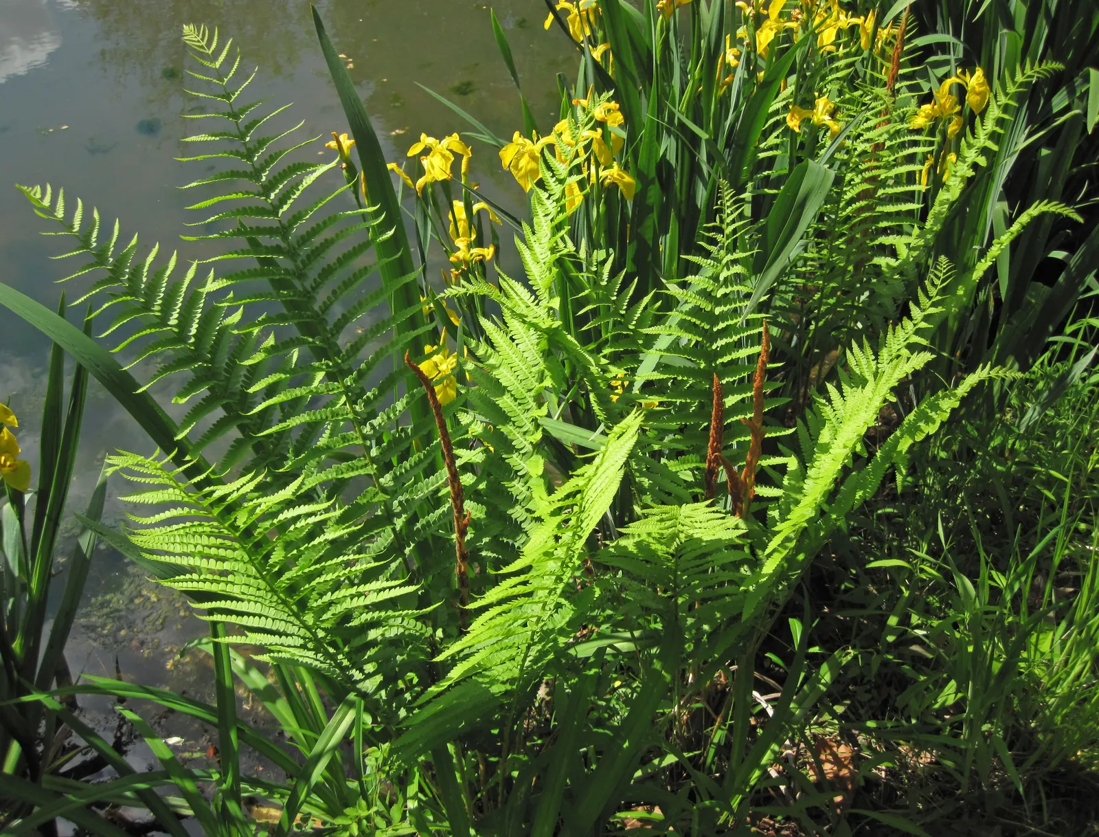 Cinnamon Fern (Osmundastrum Cinnamomea) — Remember to provide sufficient space for them to reach their full size and create their dramatic
