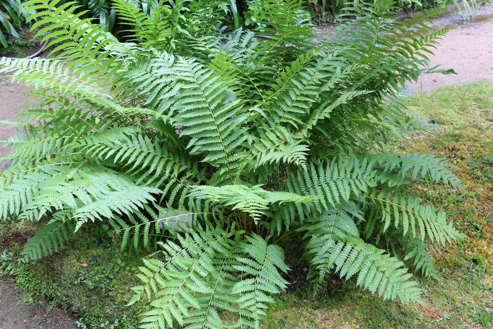 Cinnamon Fern (Osmundastrum Cinnamomea) — Remember to provide sufficient space for them to reach their full size and create their dramatic; green, image 79
