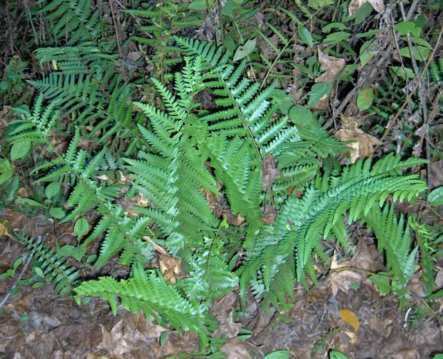 Cinnamon Fern (Osmundastrum Cinnamomea) — Cinnamon Ferns offer a touch of woodland charm to any garden; care should be taken to avoid direct sunlight