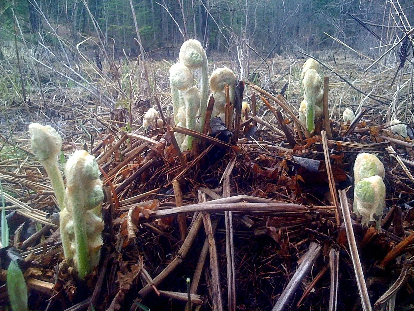 Cinnamon Fern (Osmundastrum Cinnamomea) — fern for deep shade or half or shade