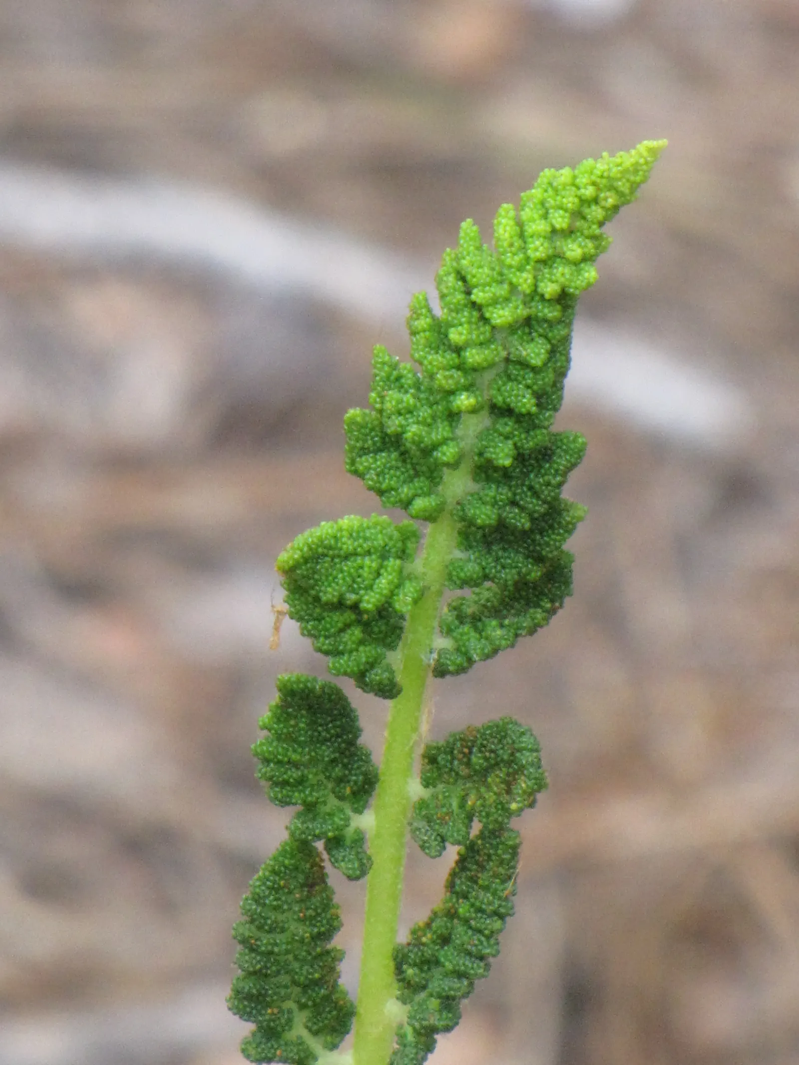 Cinnamon Fern (Osmundastrum Cinnamomea) — this fern offers a bold texture and a lush; scientifically known as Osmundastrum cinnamomeum, image 90
