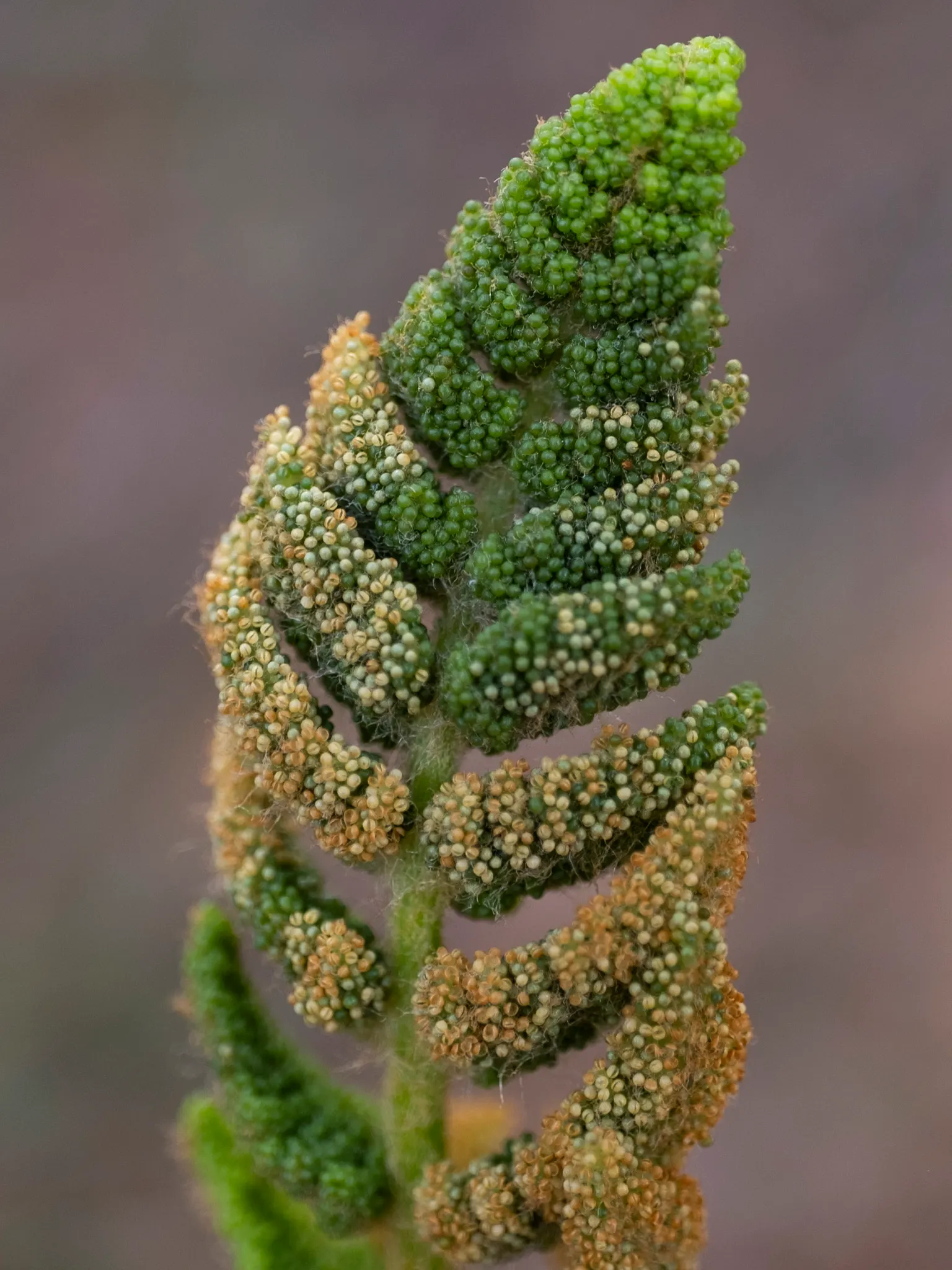 Cinnamon Fern (Osmundastrum Cinnamomea) — consider planting in groups or as a backdrop to flowering plants for contrasting textures and colors, image 105