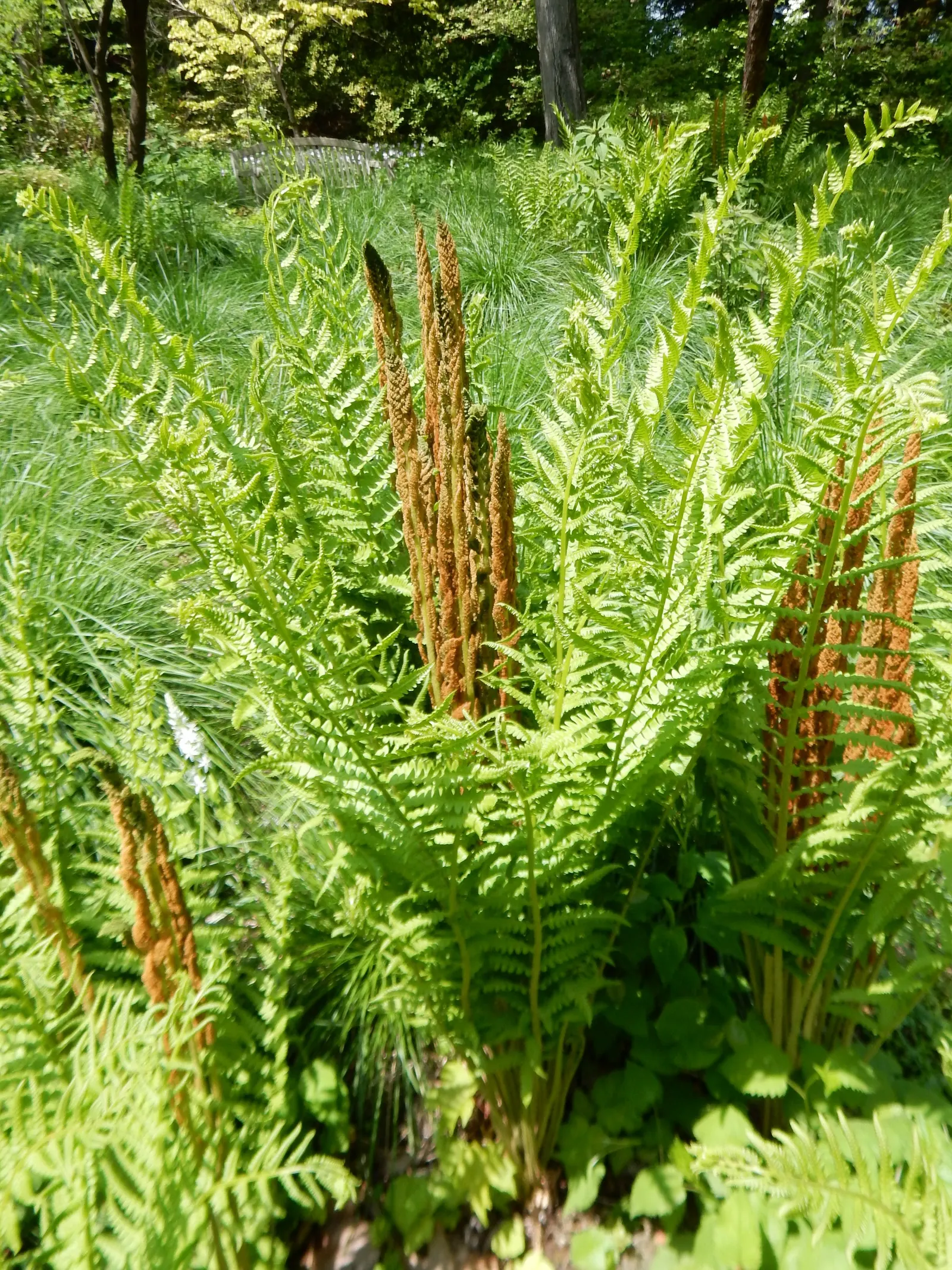 Cinnamon Fern (Osmundastrum Cinnamomea) — cinnamon-stick like bundles of sporangia that give the plant its common name; characterized by its striking