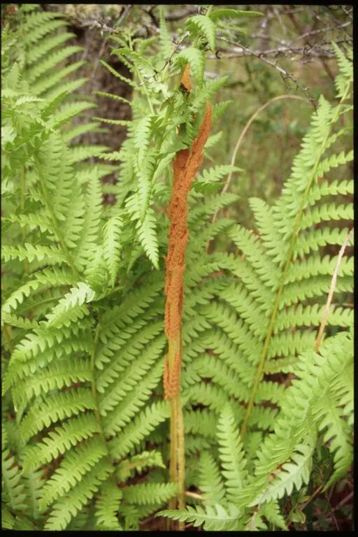 Cinnamon Fern (Osmundastrum Cinnamomea) — Prized for its striking fronds and unique cinnamon-colored spore-bearing pinnacles
