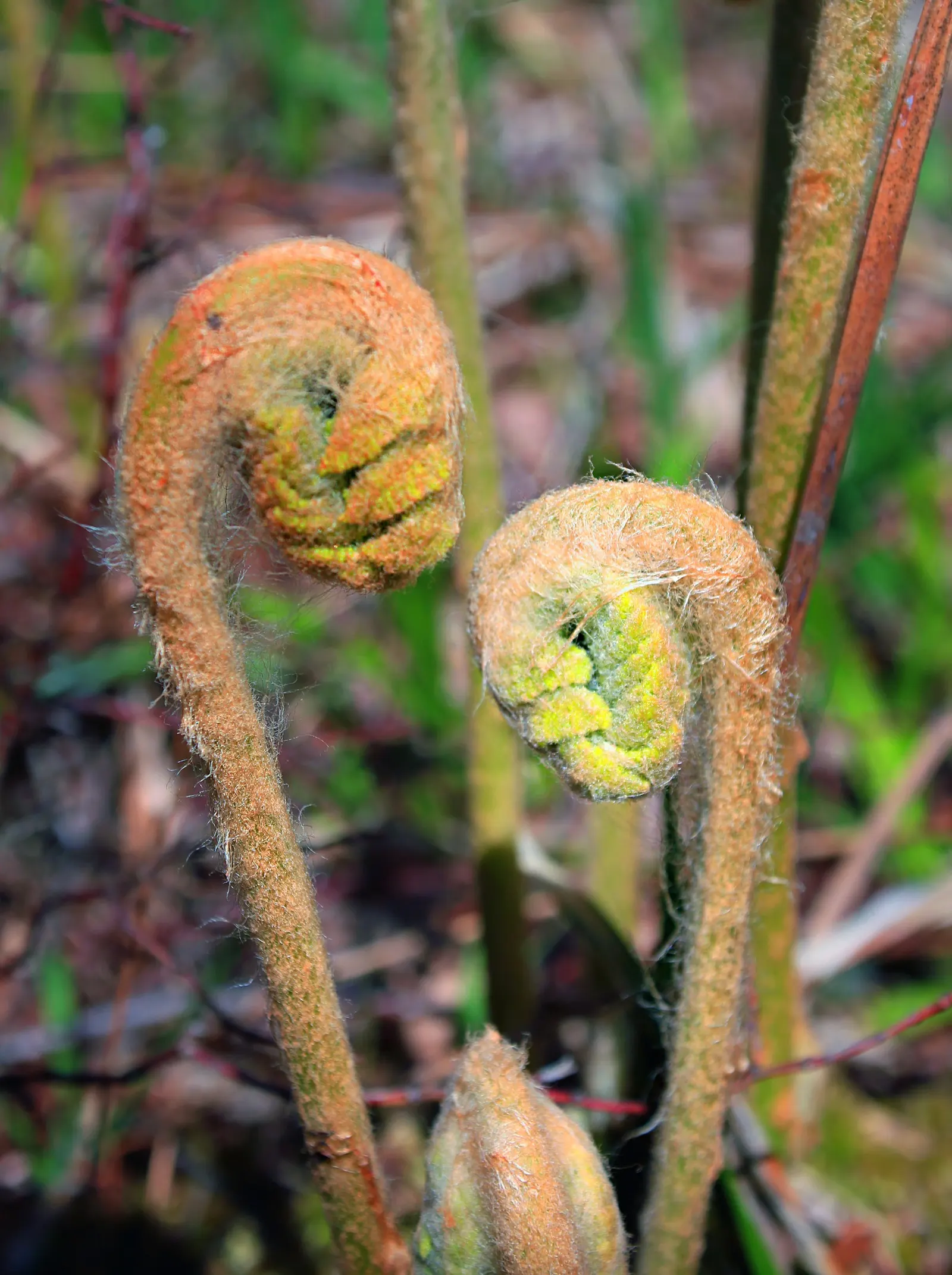 Cinnamon Fern (Osmundastrum Cinnamomea) — Care should be taken to avoid direct sunlight; is a robust perennial fern up to 5 feet tall