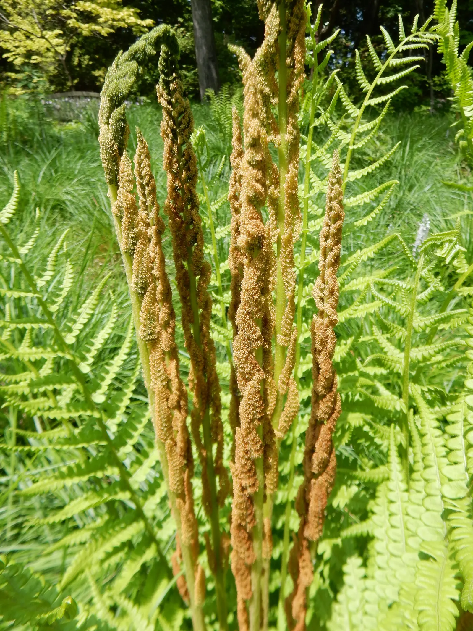 Cinnamon Fern (Osmundastrum Cinnamomea) — When integrating them into a landscape, image 50