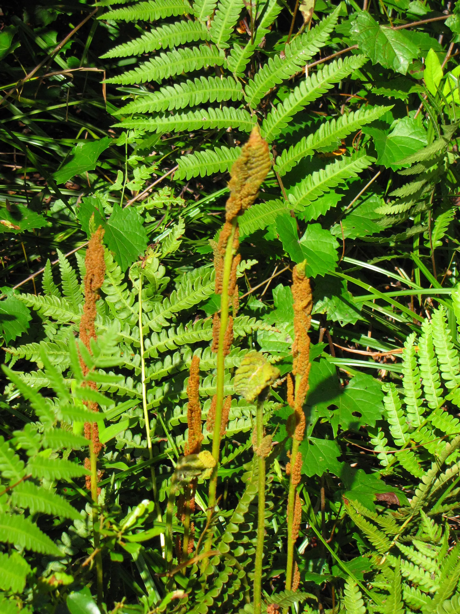 Cinnamon Fern (Osmundastrum Cinnamomea) — characterized by its striking reproductive fronds which turn a cinnamon color late spring; the fern, image 56
