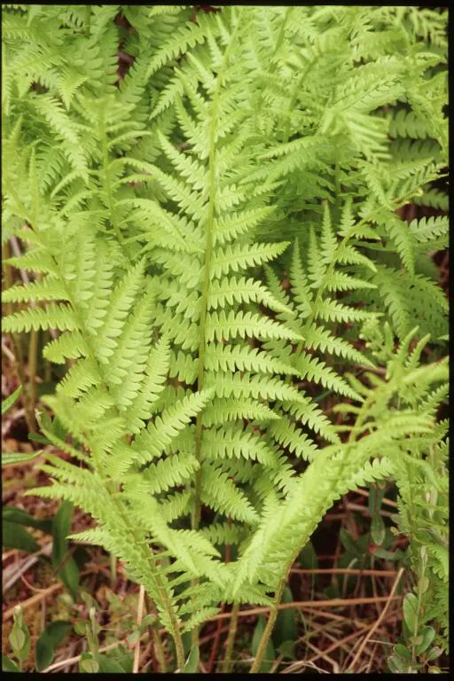 Cinnamon Fern (Osmundastrum Cinnamomea) — is a robust perennial fern up to 5 feet tall; this fern provides textured greenery and enjoys partial to, image 82