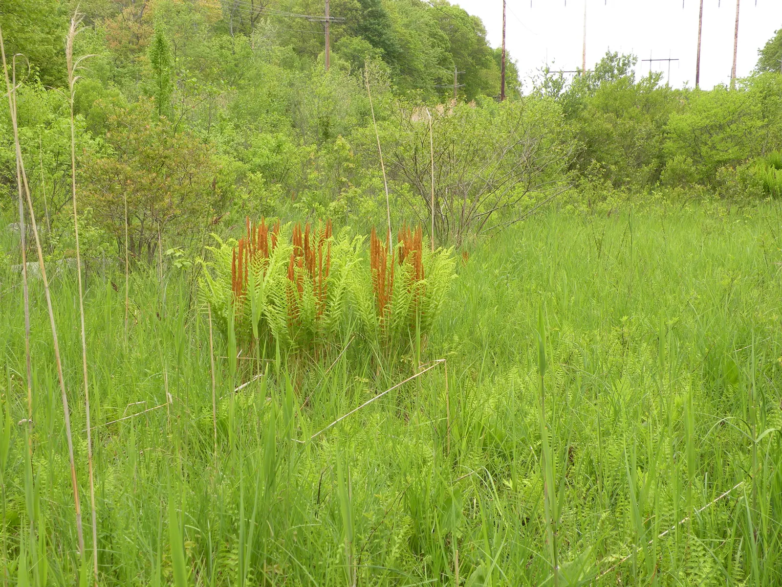 Cinnamon Fern (Osmundastrum Cinnamomea) — The fertile fronds emerge erect in the center of the clump
