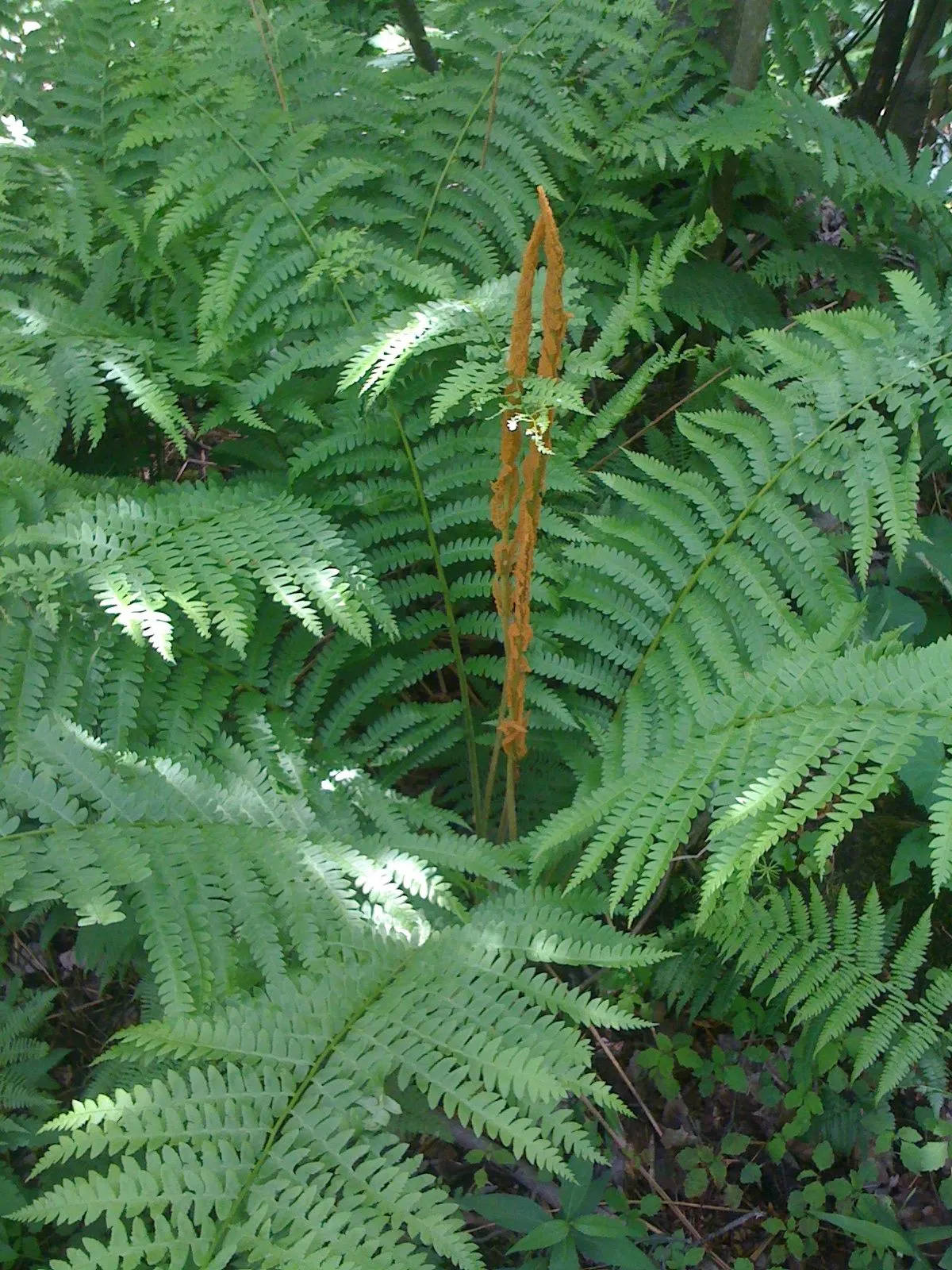 Cinnamon Fern (Osmundastrum Cinnamomea) — fern for deep shade or half or shade; consider planting in groups or as a backdrop to flowering plants for, image 108