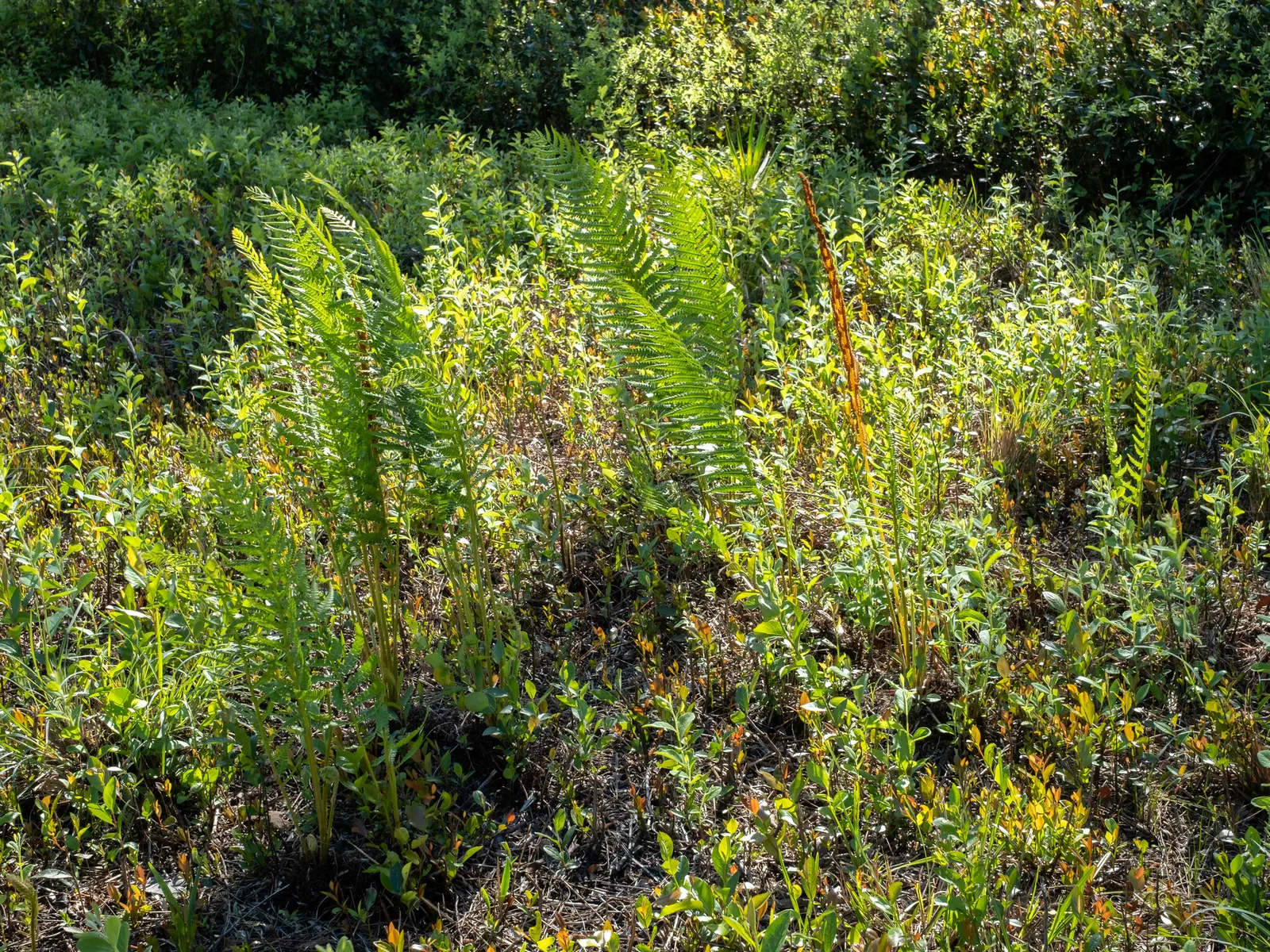 Cinnamon Fern (Osmundastrum Cinnamomea) — green backdrop to any landscape design