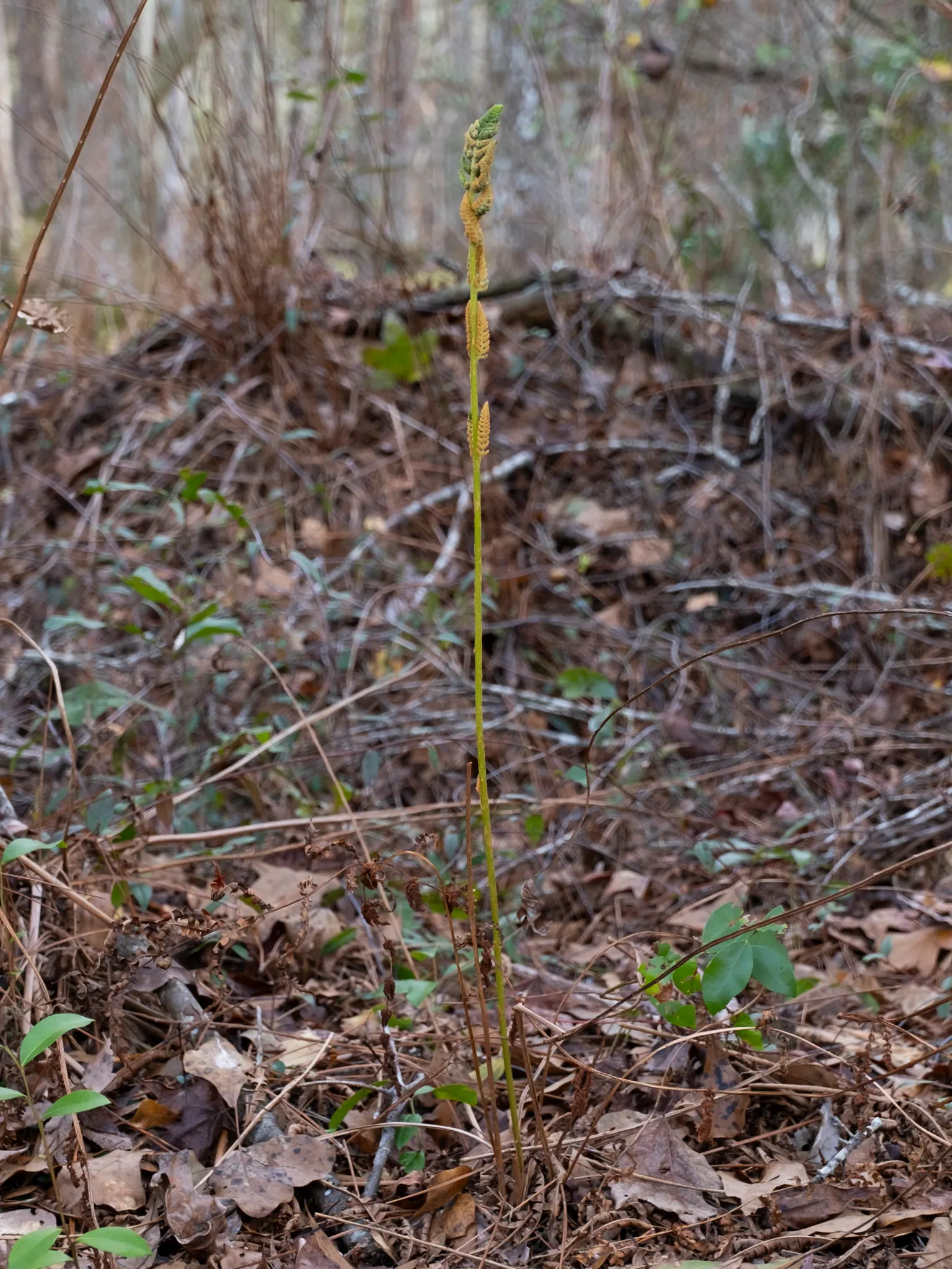 Cinnamon Fern (Osmundastrum Cinnamomea) — These striking fertile fronds fade to a tawny color as they mature and eventually wither away; this fern, image 102
