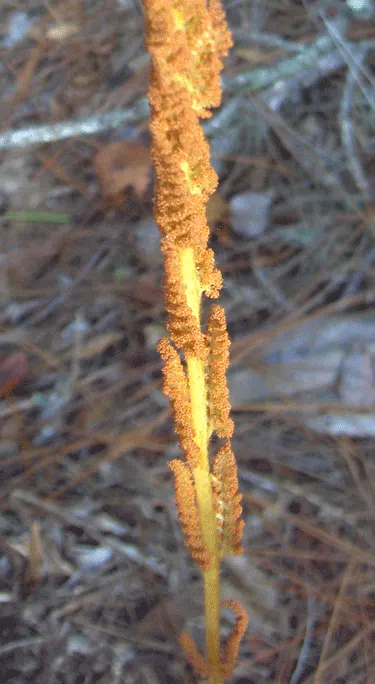 Cinnamon Fern (Osmundastrum Cinnamomea) — deciduous perennial fern native to the Eastern United States; displaying the characteristic rusty-brown, image 115