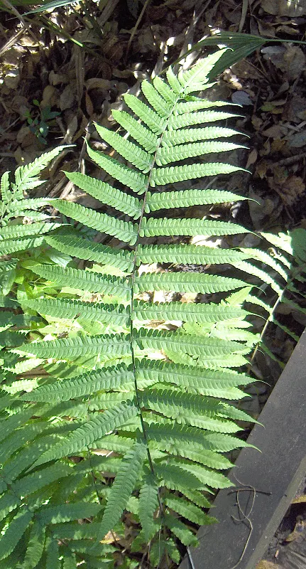 Cinnamon Fern (Osmundastrum Cinnamomea) — scientifically known as Osmundastrum cinnamomeum; demonstrating an adaptable resilience to a variety of, image 87