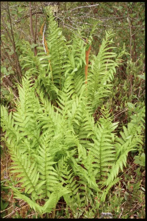Cinnamon Fern (Osmundastrum Cinnamomea) — The fern thrives in USDA hardiness zones 4 through 9; cinnamon-stick like bundles of sporangia that give, image 92
