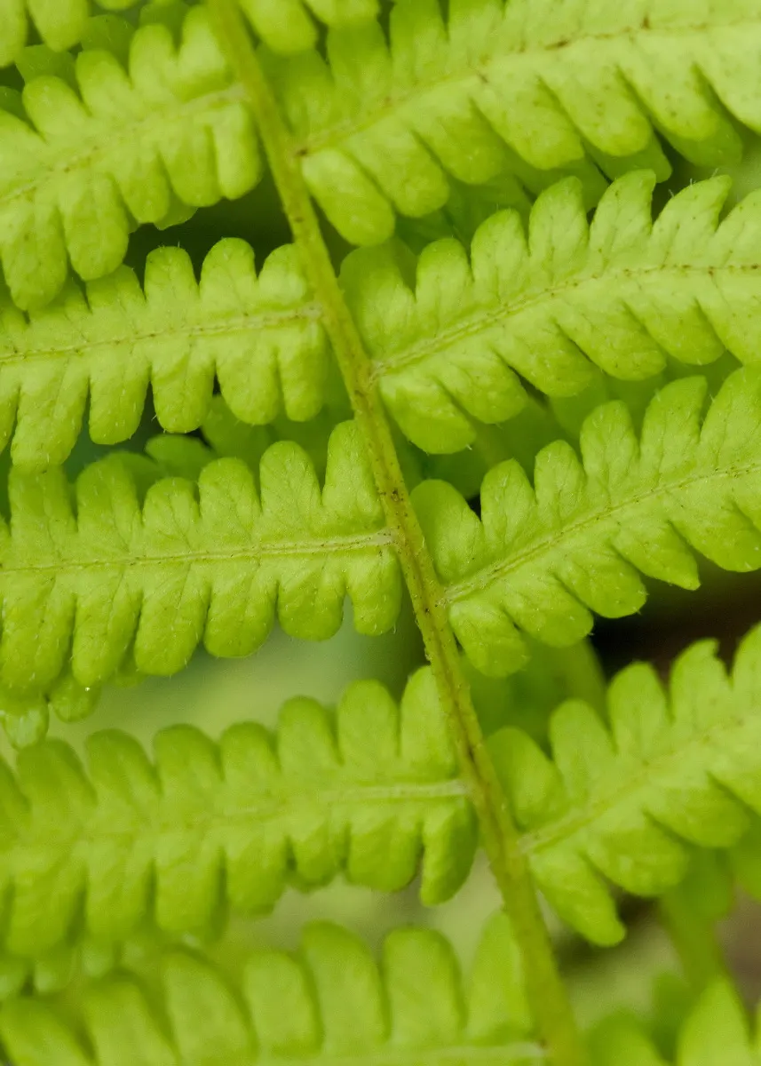 Cinnamon Fern (Osmundastrum Cinnamomea) — Prized for its striking fronds and unique cinnamon-colored spore-bearing pinnacles; fountain-like, image 116