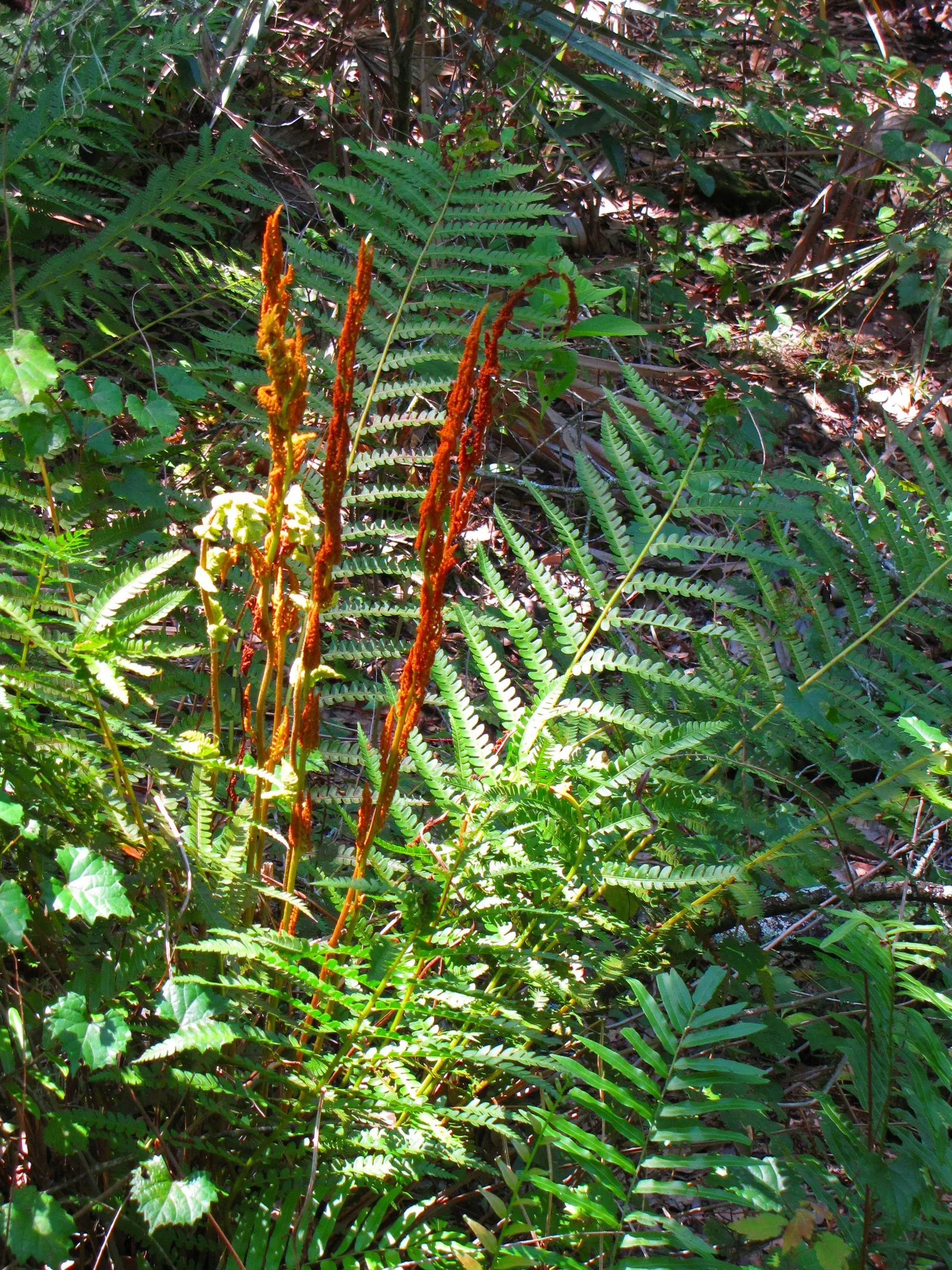 Cinnamon Fern (Osmundastrum Cinnamomea) — The fern thrives in USDA hardiness zones 4 through 9; cinnamon-stick like bundles of sporangia that give, image 65