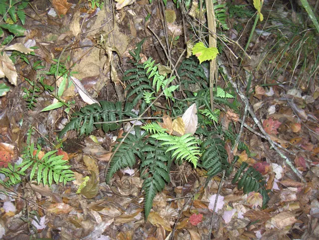 Cinnamon Fern (Osmundastrum Cinnamomea) — consider planting in groups or as a backdrop to flowering plants for contrasting textures and colors