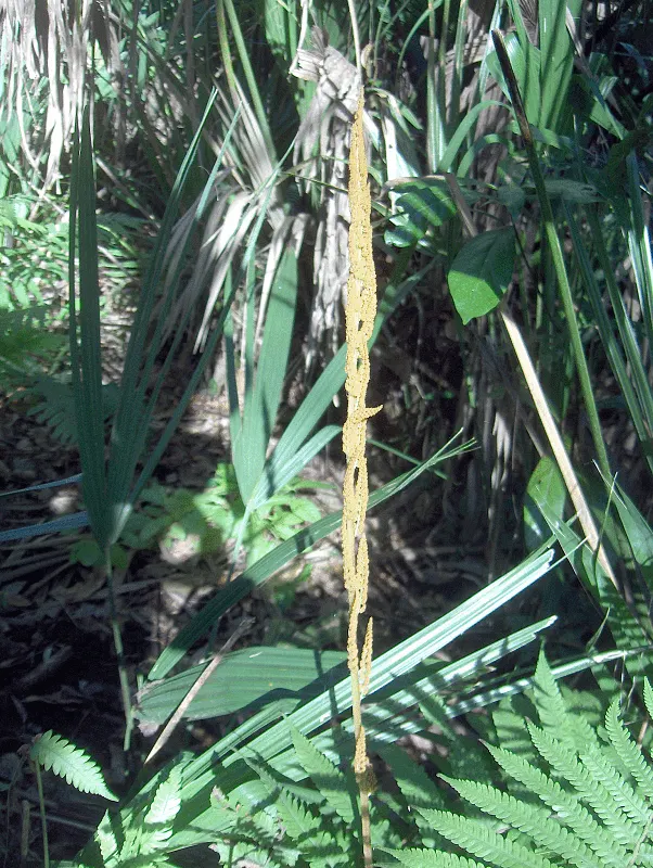 Cinnamon Fern (Osmundastrum Cinnamomea) — deciduous perennial fern native to the Eastern United States