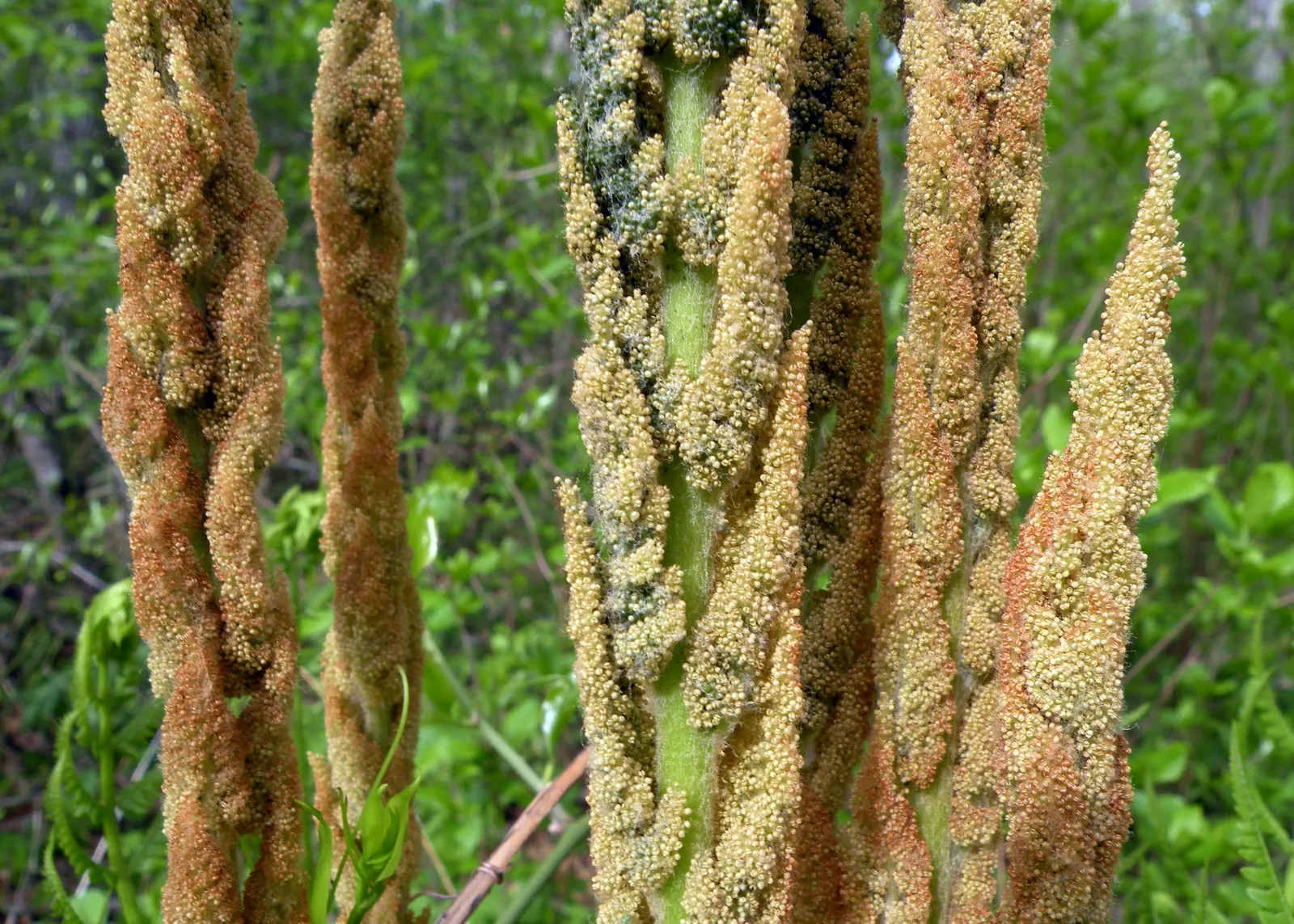 Cinnamon Fern (Osmundastrum Cinnamomea) — this fern offers a bold texture and a lush; scientifically known as Osmundastrum cinnamomeum