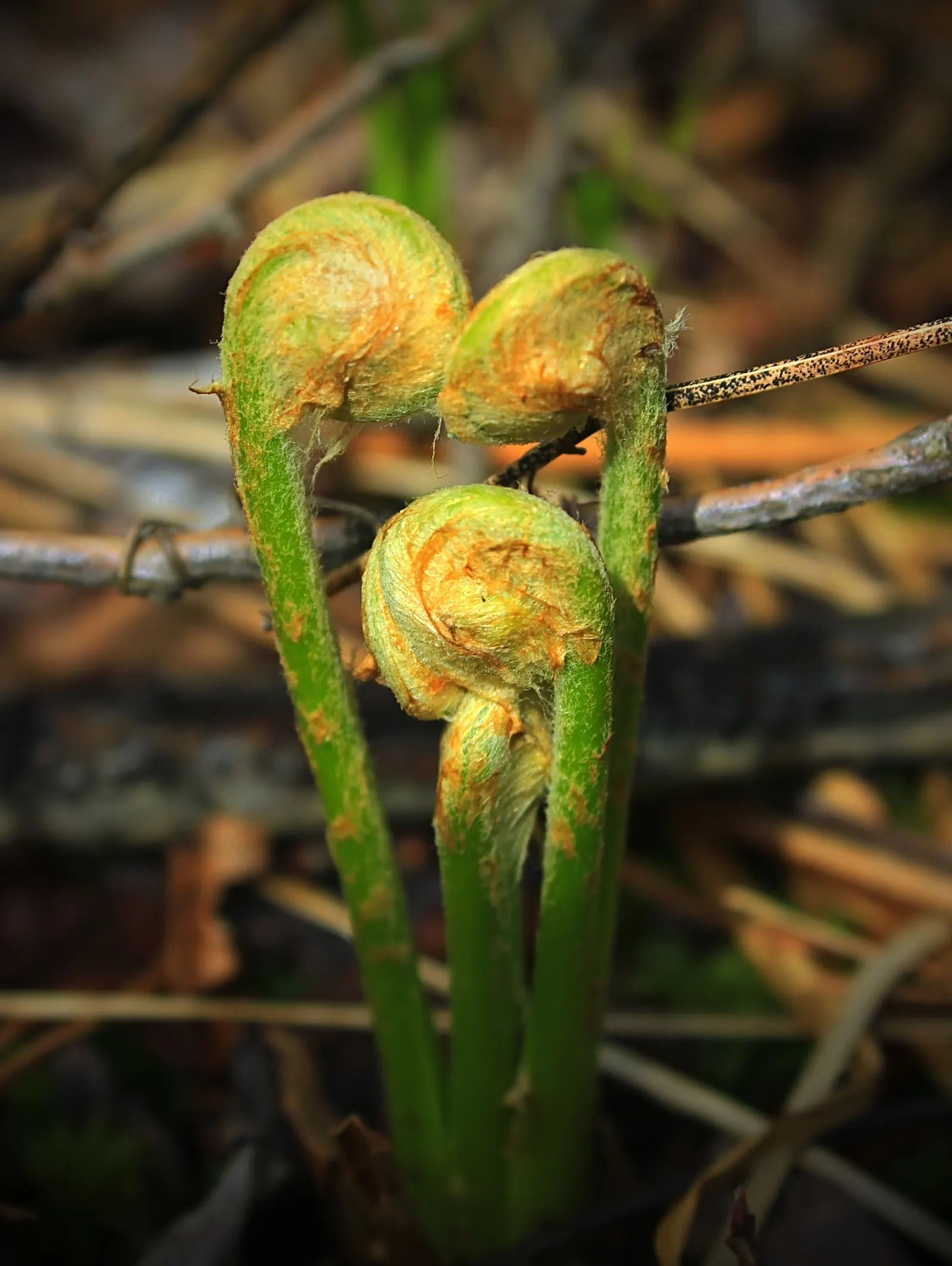Cinnamon Fern (Osmundastrum Cinnamomea) — green backdrop to any landscape design; mature Cinnamon Ferns typically stand 2 to 5 feet tall and spread, image 91
