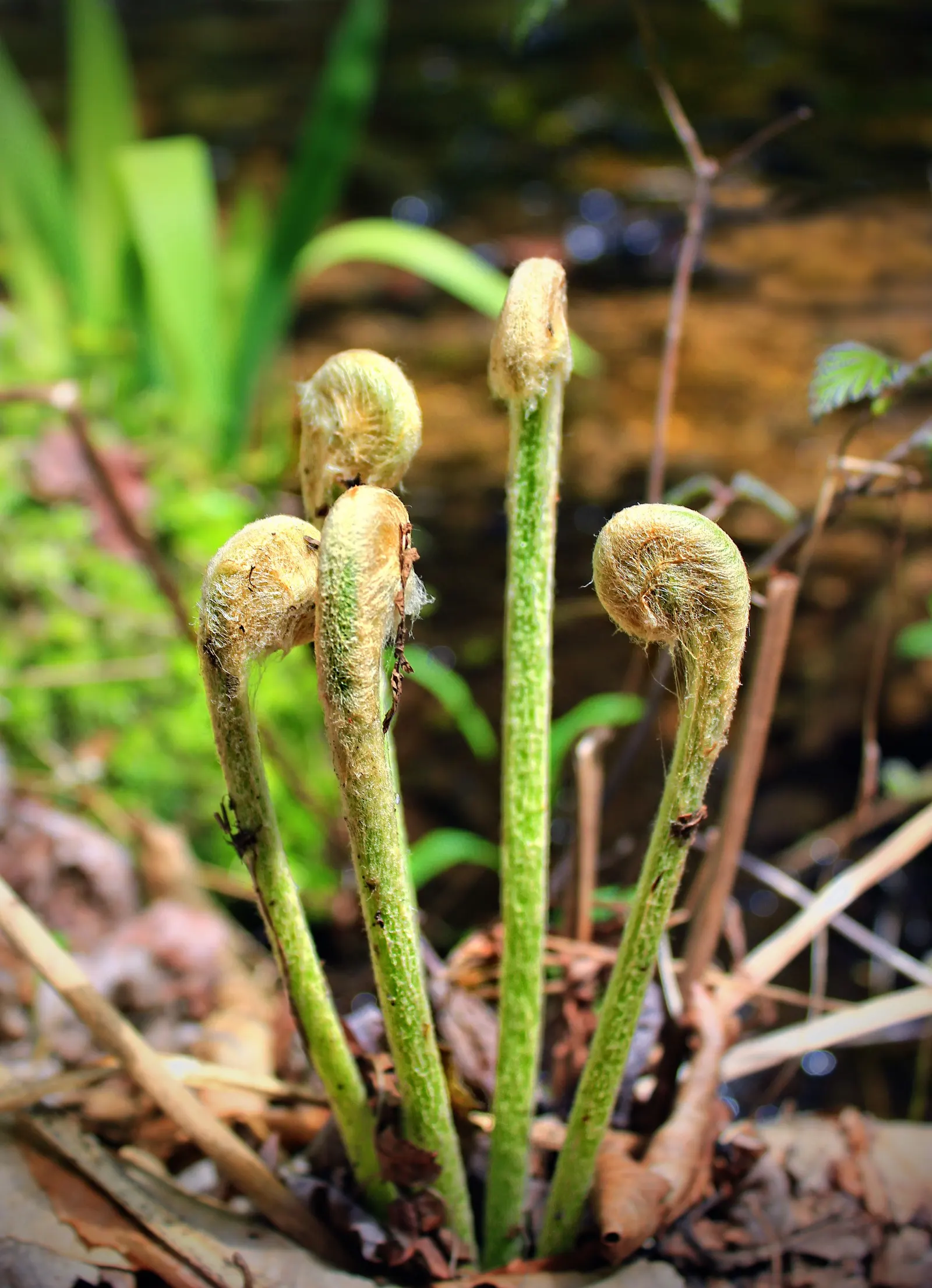 Cinnamon Fern (Osmundastrum Cinnamomea) — fountain-like presence in your client's garden