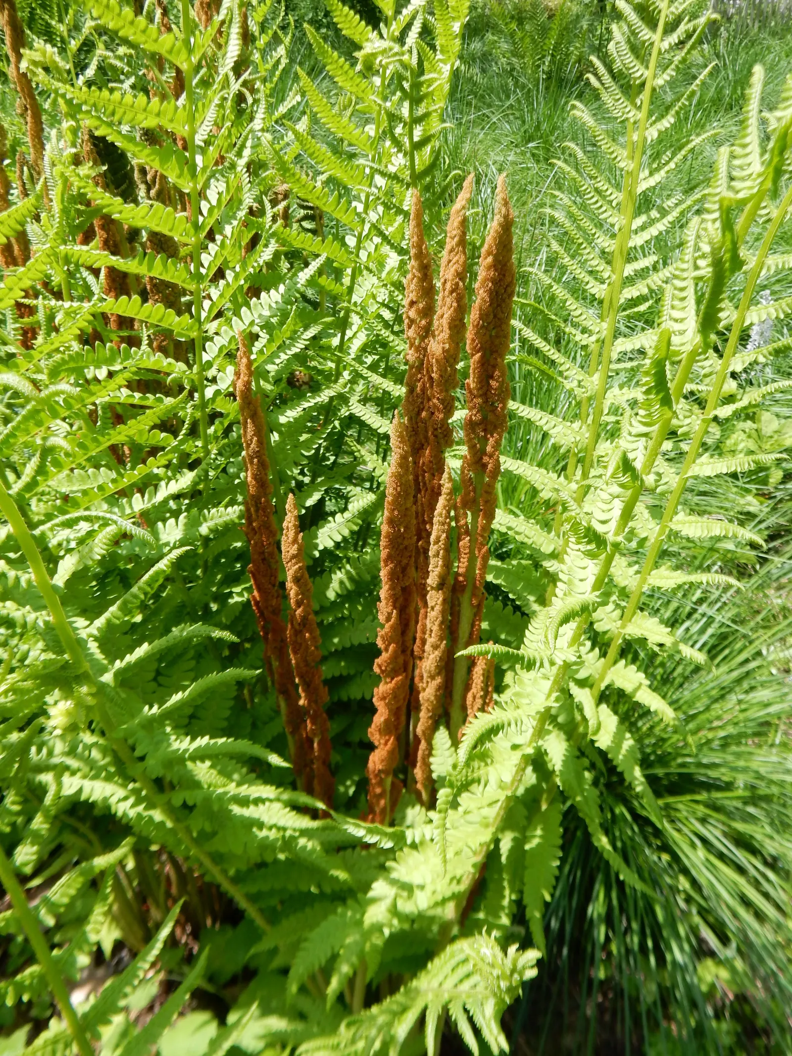 Cinnamon Fern (Osmundastrum Cinnamomea) — scientifically known as Osmundastrum cinnamomeum