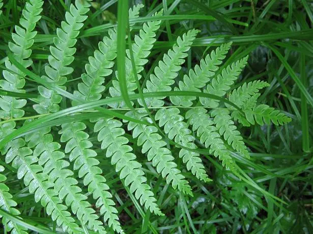 Cinnamon Fern (Osmundastrum Cinnamomea) — is a robust perennial fern up to 5 feet tall; this fern provides textured greenery and enjoys partial to, image 55