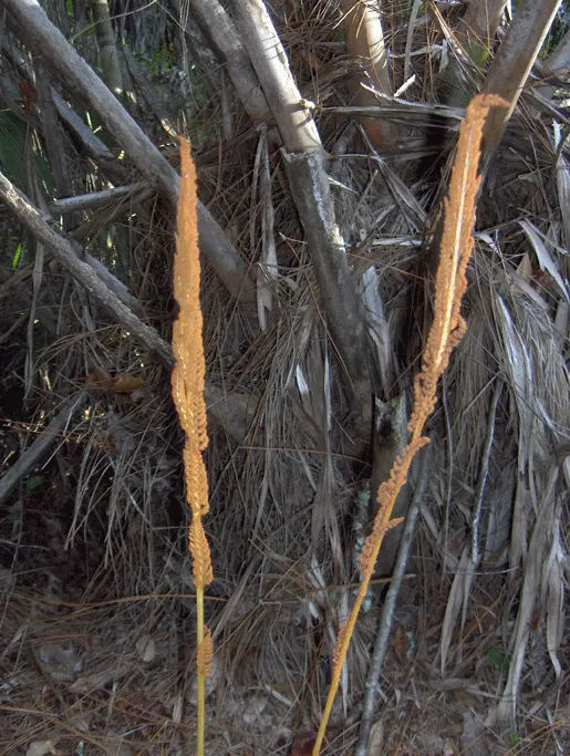 Cinnamon Fern (Osmundastrum Cinnamomea) — Cinnamon Ferns offer a touch of woodland charm to any garden; care should be taken to avoid direct, image 103