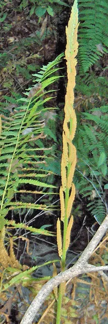 Cinnamon Fern (Osmundastrum Cinnamomea) — cinnamon-stick like bundles of sporangia that give the plant its common name