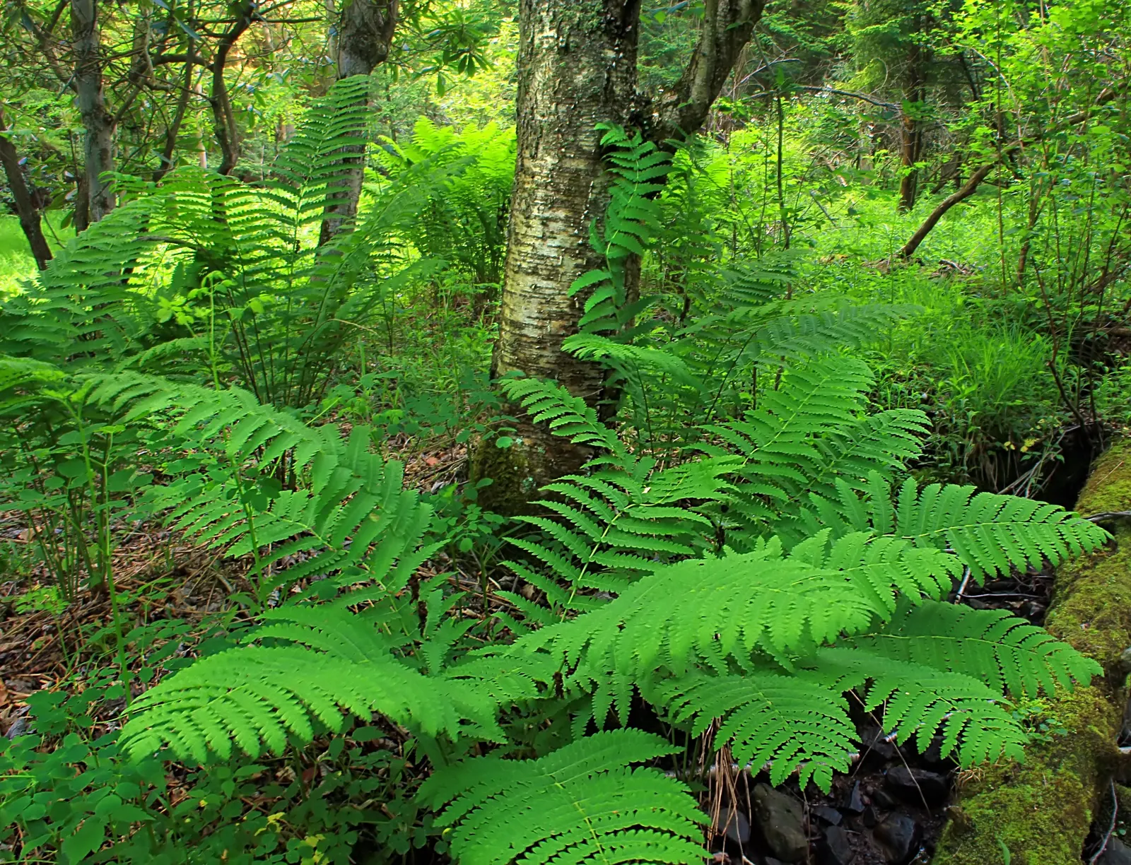 Cinnamon Fern (Osmundastrum Cinnamomea) — this fern provides textured greenery and enjoys partial to full shade; remember to provide sufficient, image 112