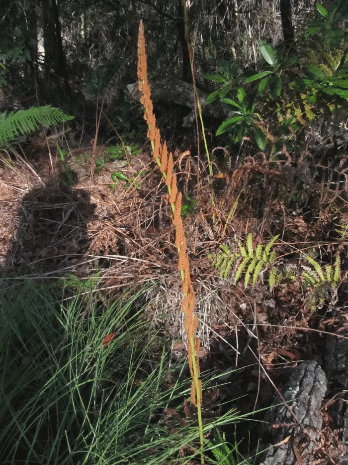Cinnamon Fern (Osmundastrum Cinnamomea) — making it an ideal choice for woodland gardens and naturalized areas, image 59